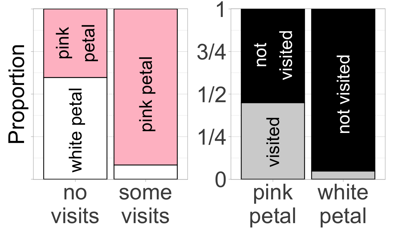 Two bar plots showing the relationship between petal color (pink or white) and pollinator visitation (visited or not visited). The left plot places visit status on the x-axis and shows the proportion of pink and white flowers within each visit category. The right plot reverses this, placing petal color on the x-axis and showing the proportion of flowers that were visited or not. Both plots show that pink flowers are more likely to be visited, but the choice of x-axis can influence how we interpret the relationship, emphasizing the importance of considering — but not assuming — causal direction.
